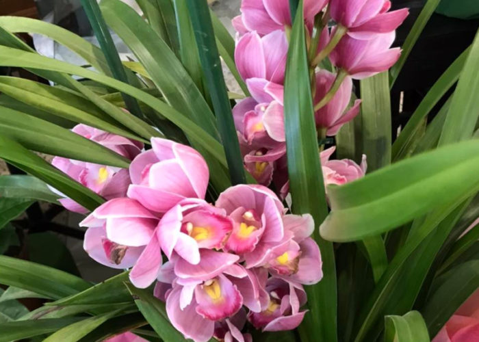 Negozio fiori Grosseto Fior di Lillà - Gallery7