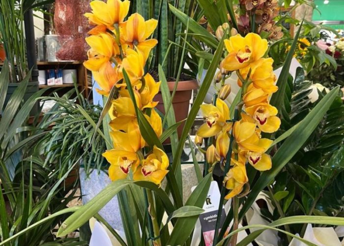 Fiori a domicilio Grosseto