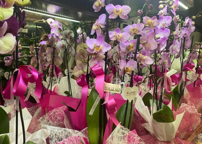 Piante On Line - Fior di Lillà - Orchidea Rosa (1)
