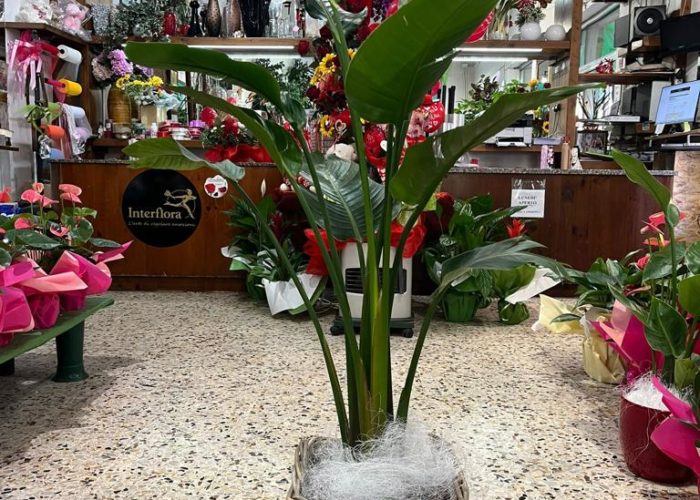Strelitzia vendita Online - Fior di Lillà