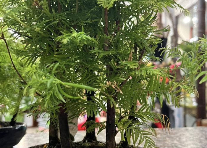 negozio piante e fiori grosseto