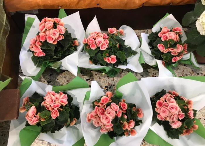 negozio piante e fiori grosseto - Fior di Lillà