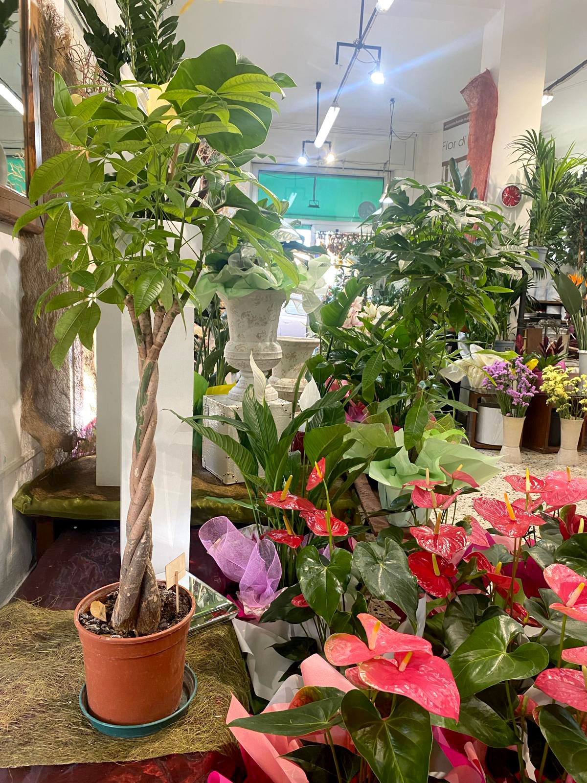 Negozio di Fiori a Grosseto Fiori di Lillà consegna a domicilio e servizio interflora