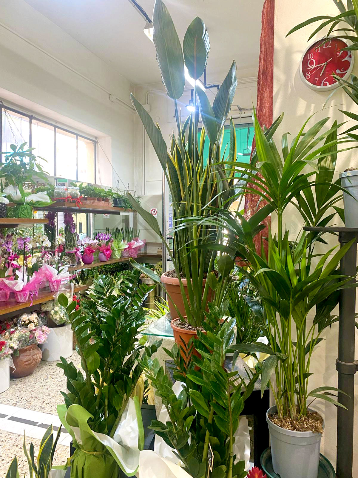 Negozio di Fiori a Grosseto Fiori di Lillà consegna a domicilio e servizio interflora
